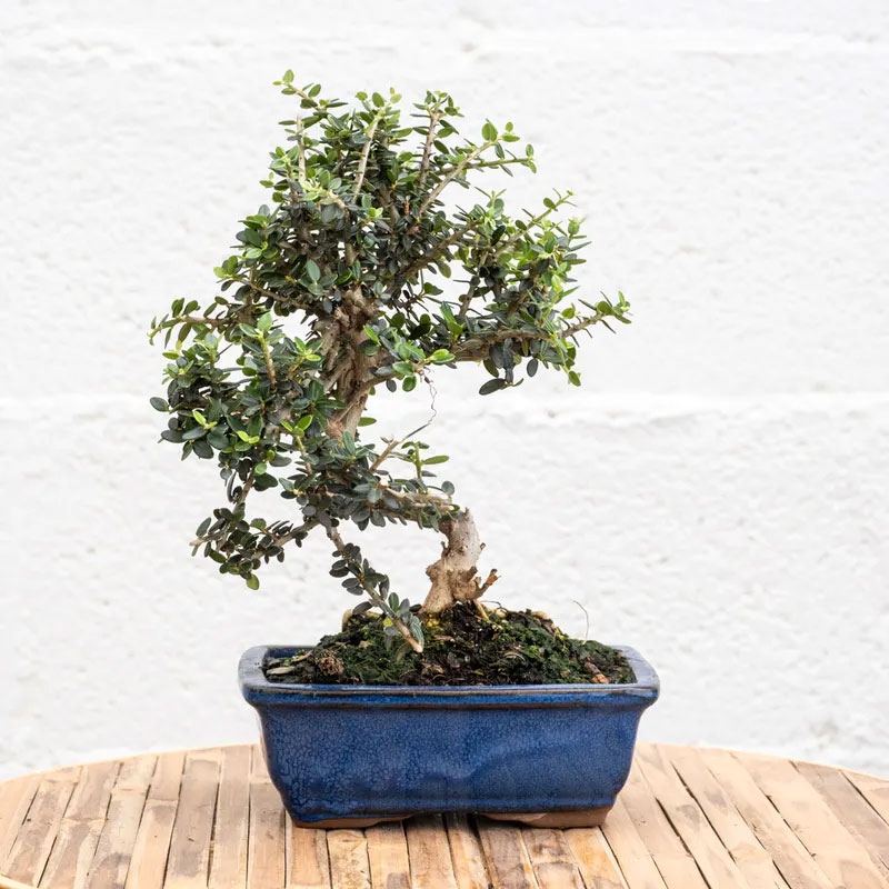 Indoor plants
